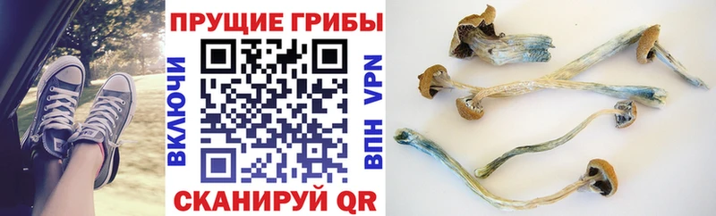 Купить закладки  Болохово  Псилоцибиновые грибы Psilocybe 