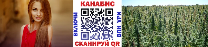 Конопля сатива  Купить где  Болохово 